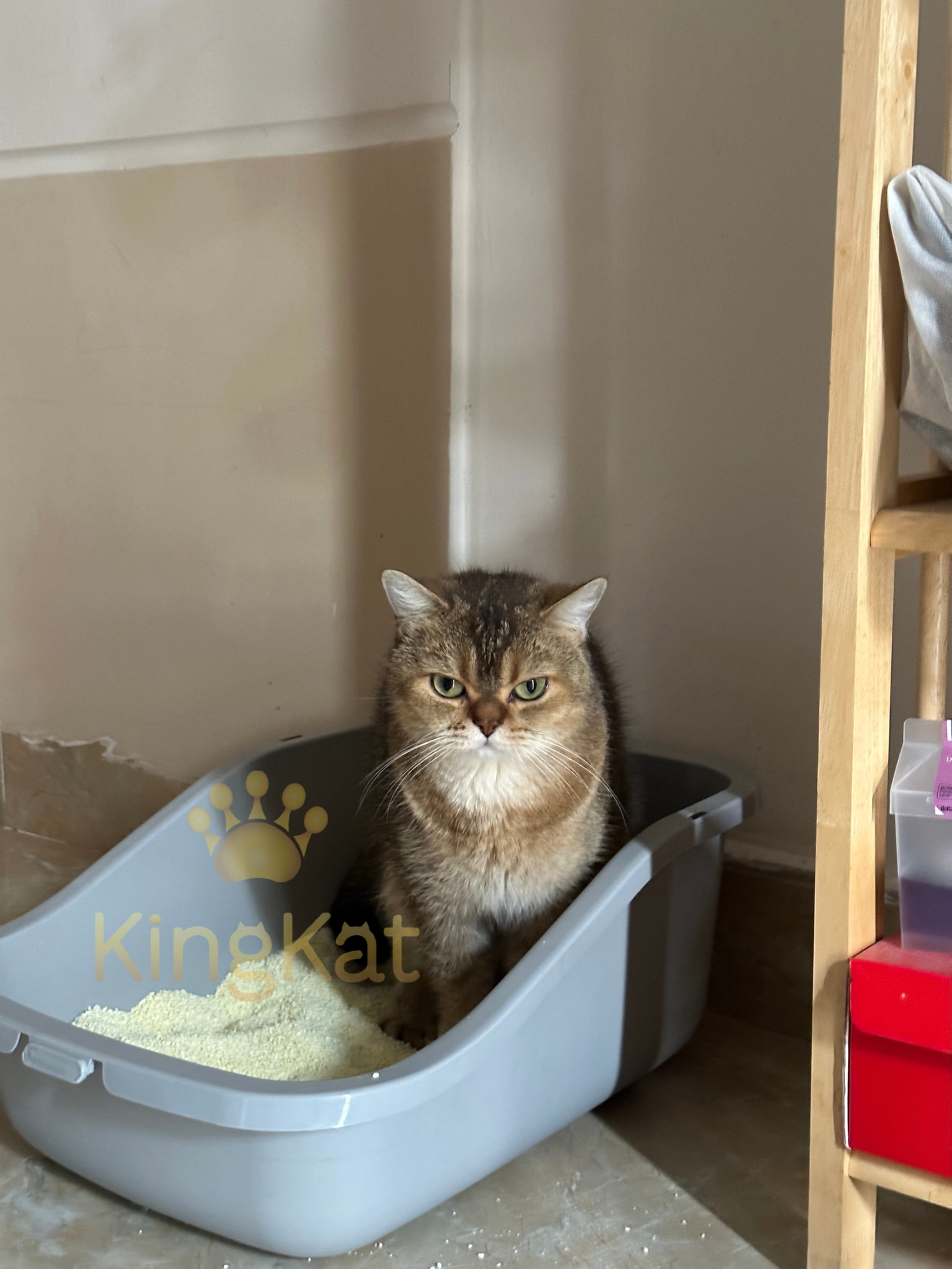 100% Sustainable Cassava Starch Cat Litter Safety Solution for Pet Cleaning & Grooming White Light Yellow Small Ball