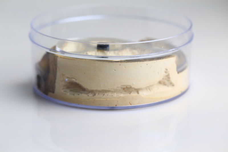 Colony Observation Circular Design Formicarium for Ants