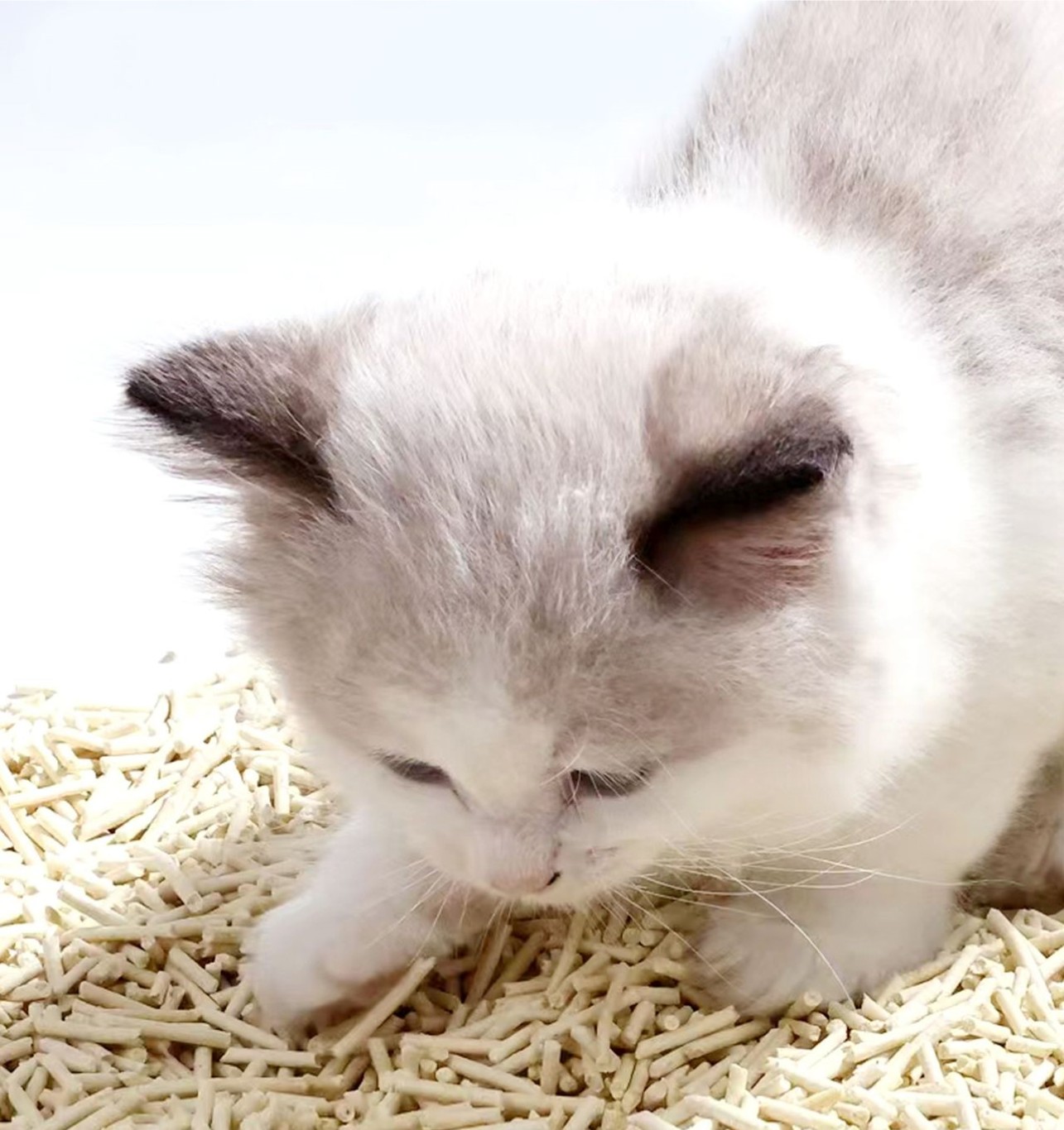 SBCI Factory Wholesale Bulk Eco-friendly Plushable Dust-free Cat Toliet Bentonite Cat Litter Sand for Self-cleaning Cat Box