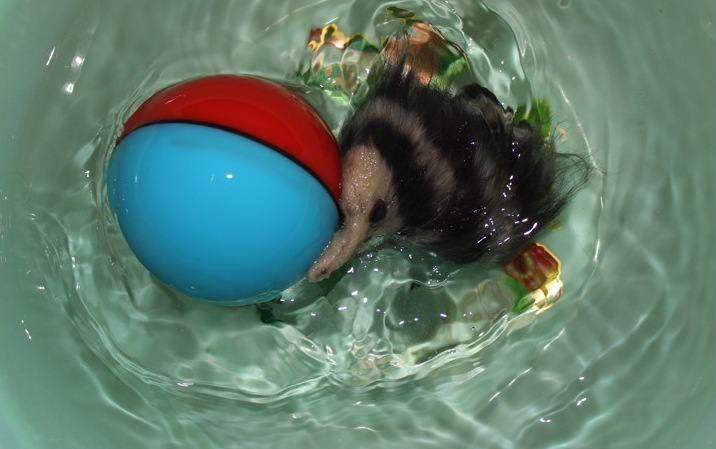 Wholesale Hote Sale Electronic Weazel Ball Electric Auto Motorized Balls Toy for Dogs Cats Water Toys Pet accessories