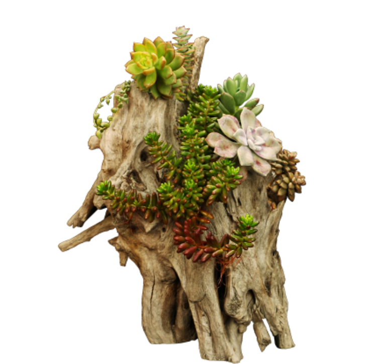 Professional Basin Wood Driftwood Art Wood Flower Basin