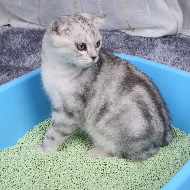 highest quality raw materials pea fibre corn starch exceeding 400% water absorption easy to clean tofu cat litter