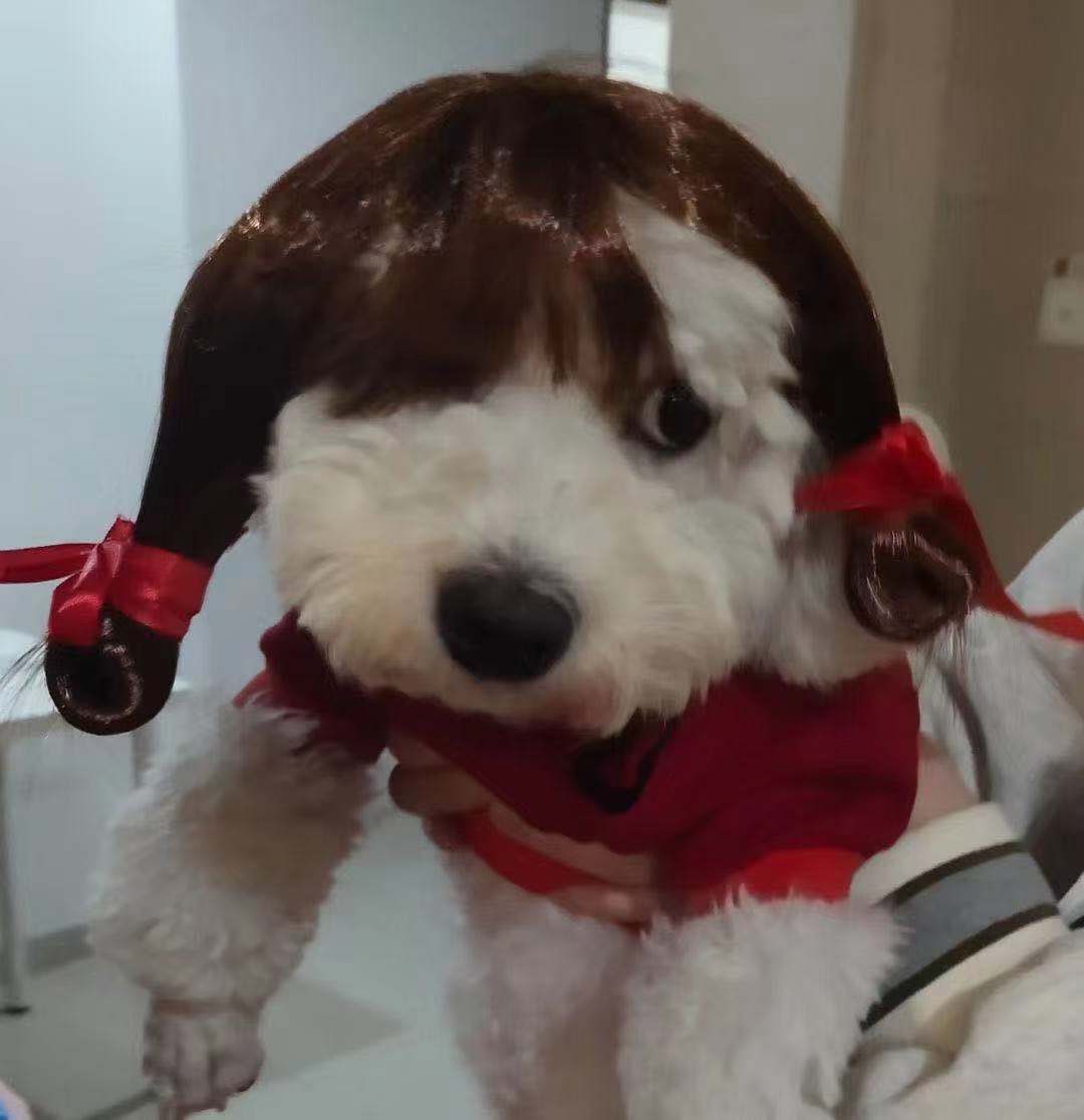 Pet Costumes Synthetic Accessories Pet Wig Small Dog Headgear for Halloween Christmas Eve Festival Party Decor