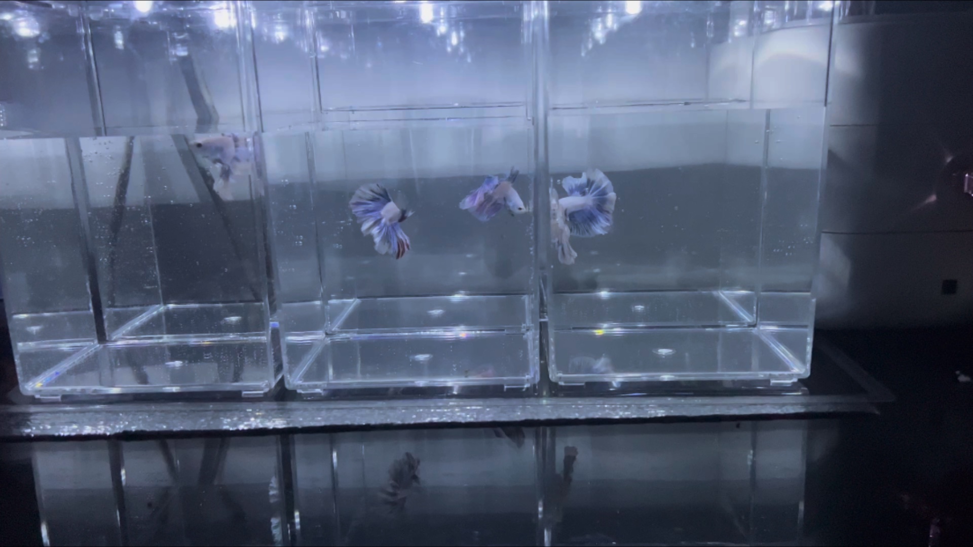 Acrylic betta mini fish display tank racks
