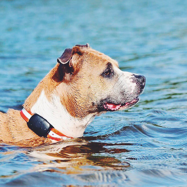 GPS Technology Dog Tracking Device Geo fencing alarm Pets Finder 2G GPS Tracker For Dogs