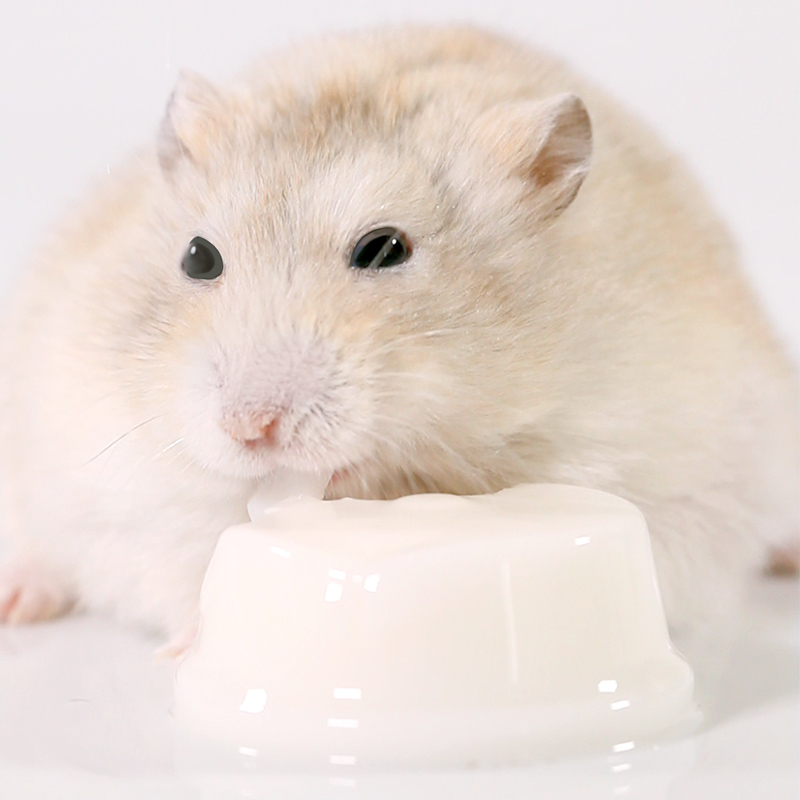 BUCATSTATE Fresh Goat Milk Pudding - Hamster Food and Pet Snacks for Small Animals - Healthy Goat Milk Jelly Wet