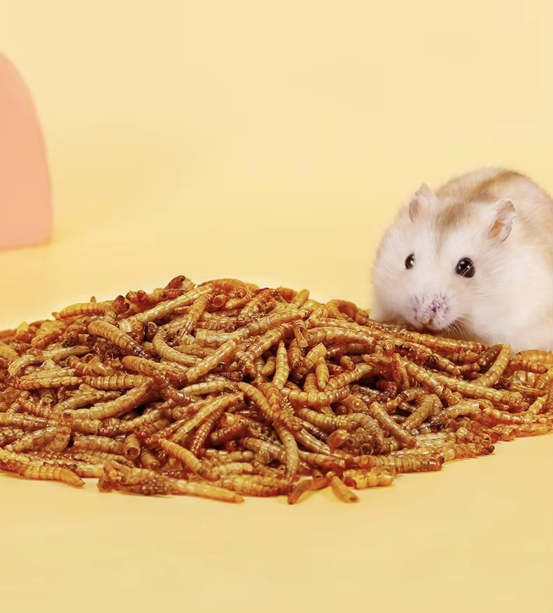 ODM Bird fish Hamster high protein flour weevil Tenebrio molitor yellow mealworms snacks dried pet food