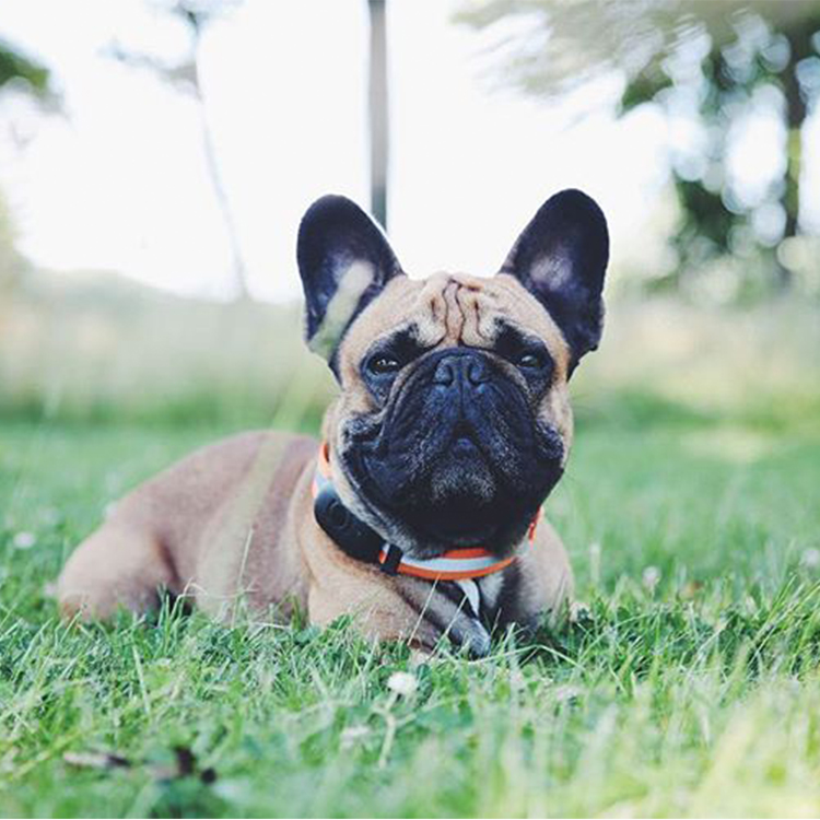 EV200 Upgraded Version Waterproof Classic Android IOS Tracking System Dog Training Led GPS Tracker 2G SIM Card Pet Collar
