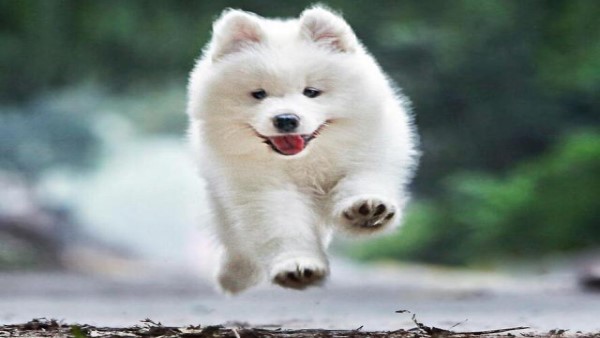 2023 OEM ODM Intestinal Conditioning Native Probiotic Powder Pet nutrition supplement dog cat