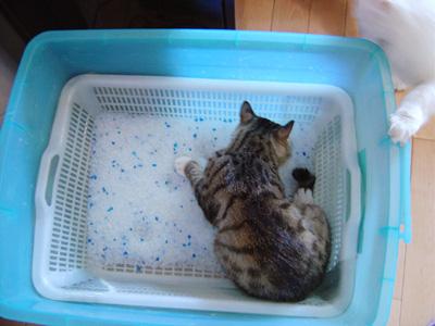 Top Sale Guaranteed Quality Mon Pellets Blue Silica Gel Cat Litter