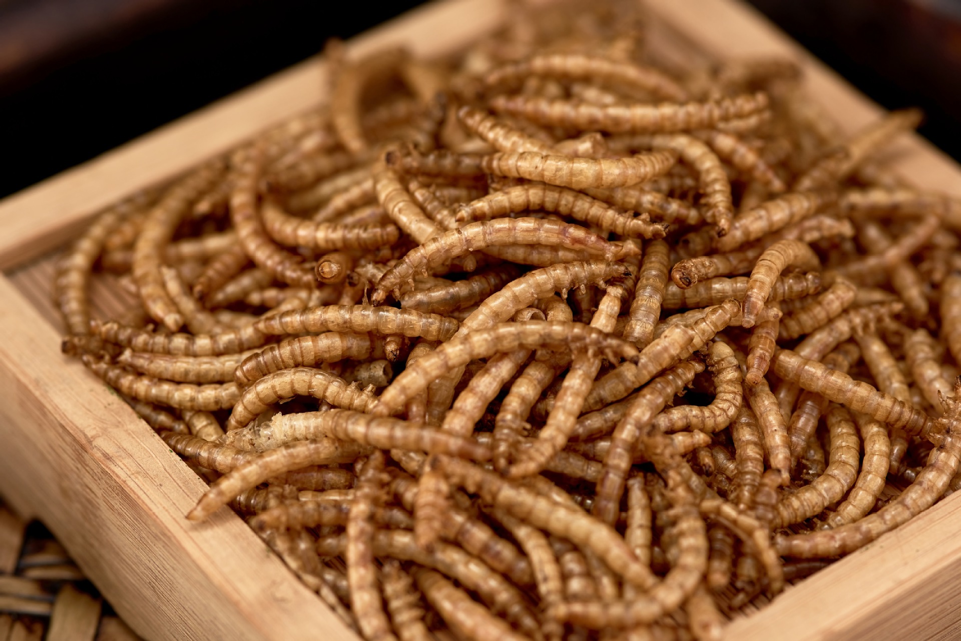 oem ODM Bird fish Hamster high protein flour weevil Tenebrio molitor yellow mealworms snacks dried pet food