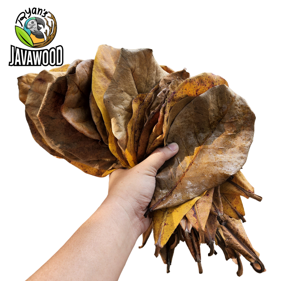 Coming from nature terminalia catappa leaves to balance PH water for fish and aquarium from Indonesia