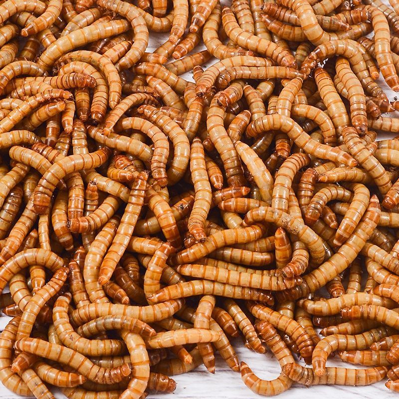 OEM Bird fish Hamster high protein tenebrio molitor flour weevil Tenebrio molitor yellow mealworms snacks dried pet food