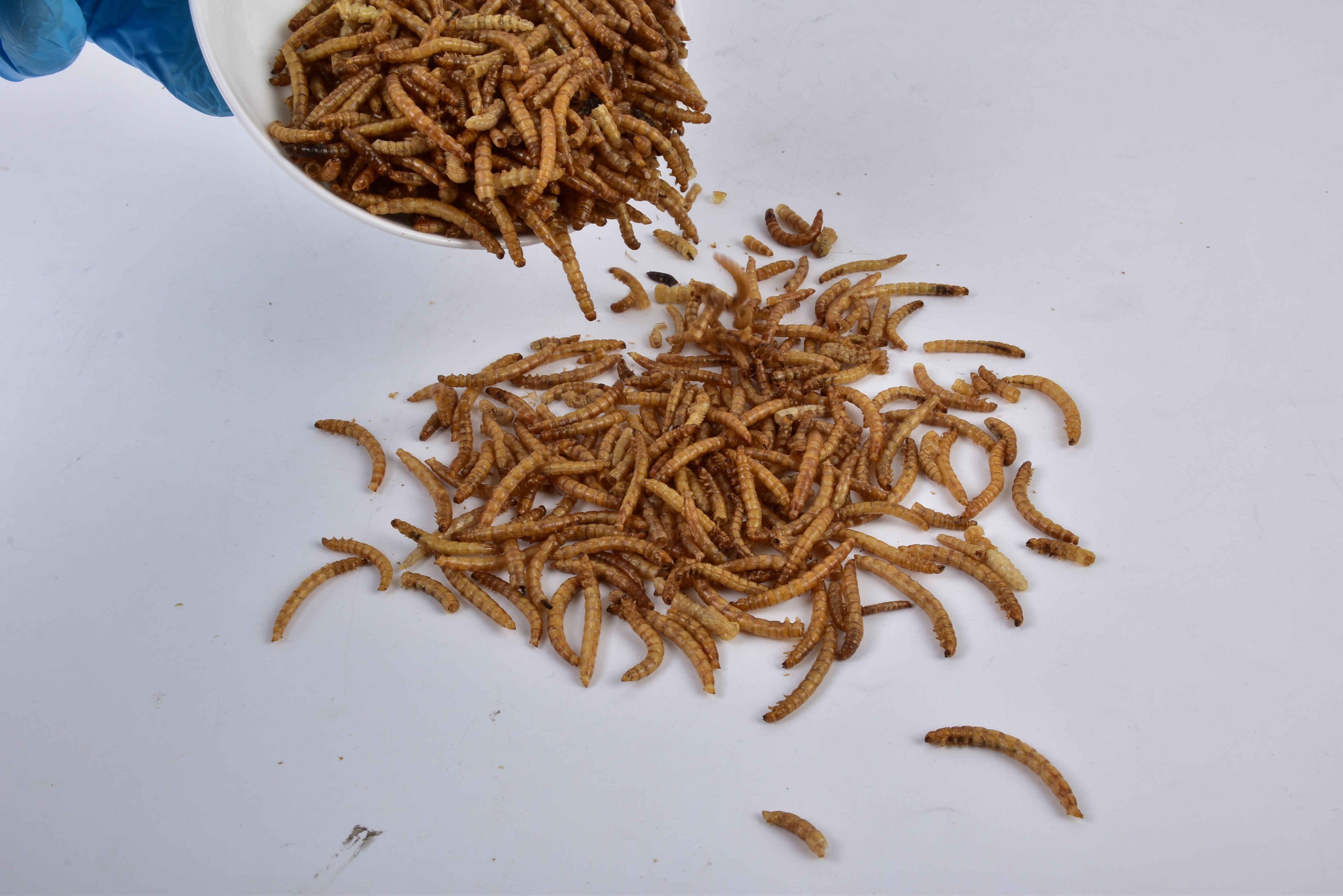 [SINO CROWN]High Quality Organic Dried Mealworm for sale online with best wholesale price fish meal for poultry and livestock