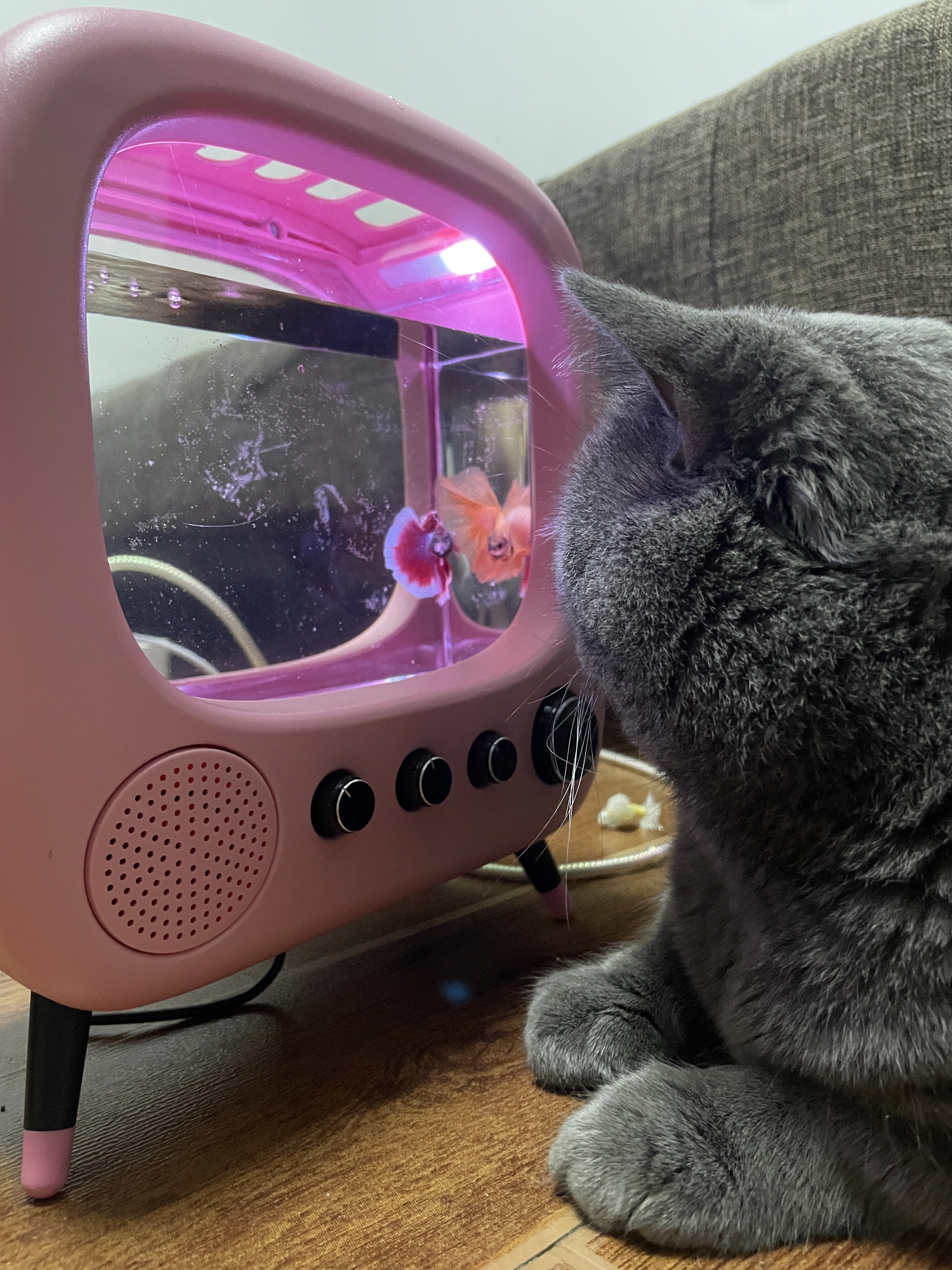 USB fish tank table TV design mini aquarium fish tank for cat