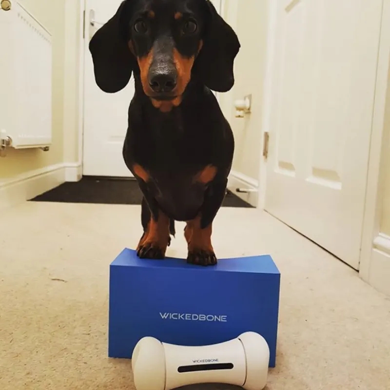 World's first new smart pet toy for smart dog toy girl and boy as dog chew bone