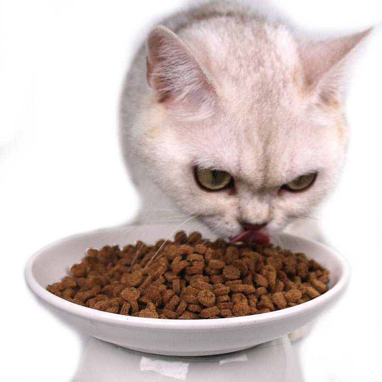Complete Pet Food for Cats Includes Dry and Wet Forms OEM ODM