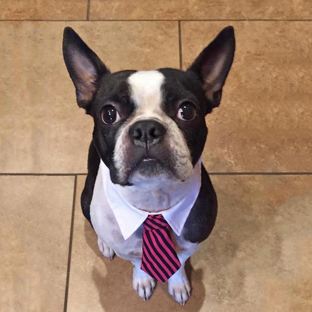 Grooming Pet Accessories Cat Tie Collar Stylish Adjustable Dog Tie for Small Pets