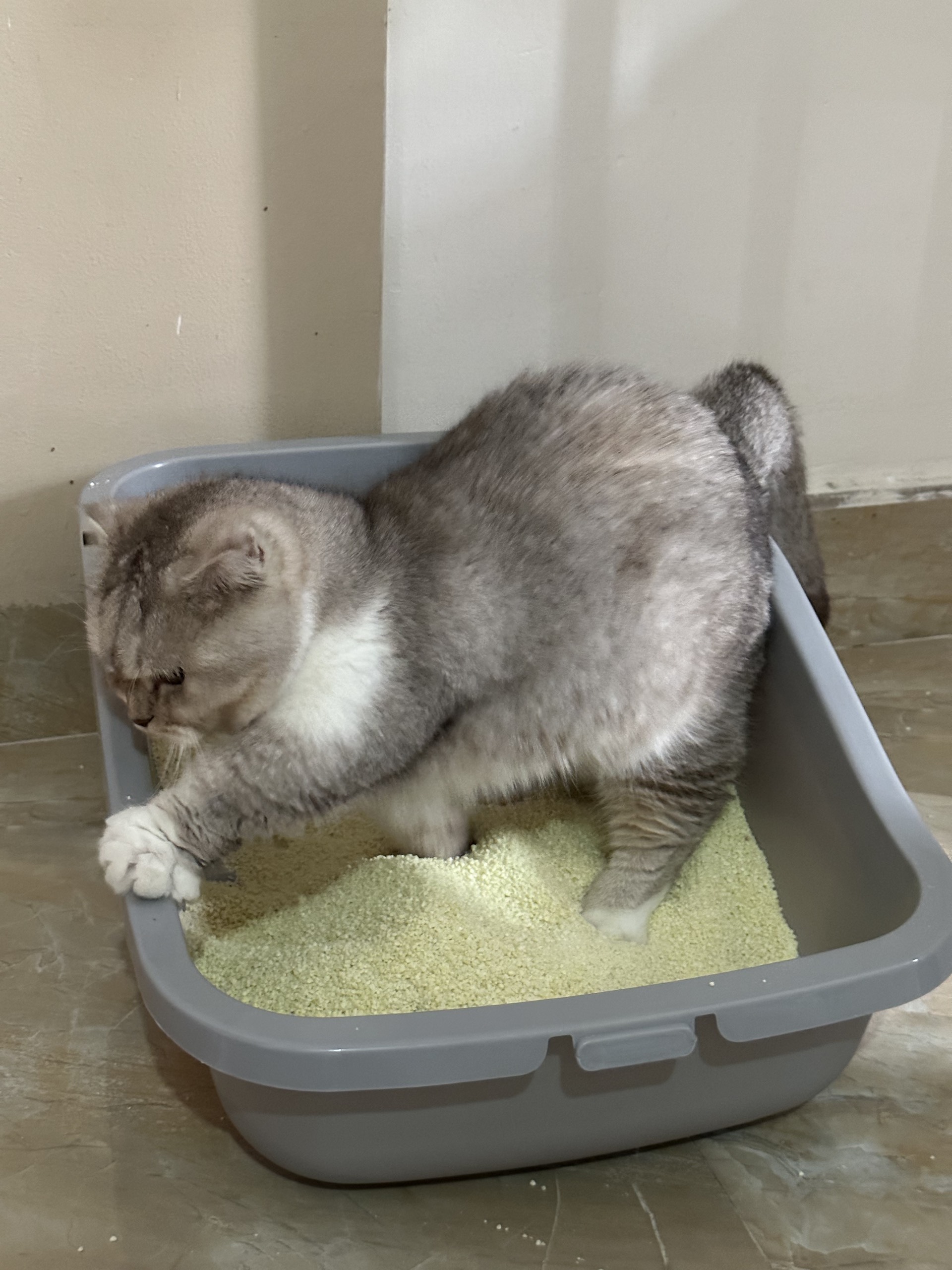 Exclusive Eco-Friendly Natural Cassava Tapioca Starch Cat Litter Sand Sustainable Flushable Ball Pattern Safe Your Feline Friend
