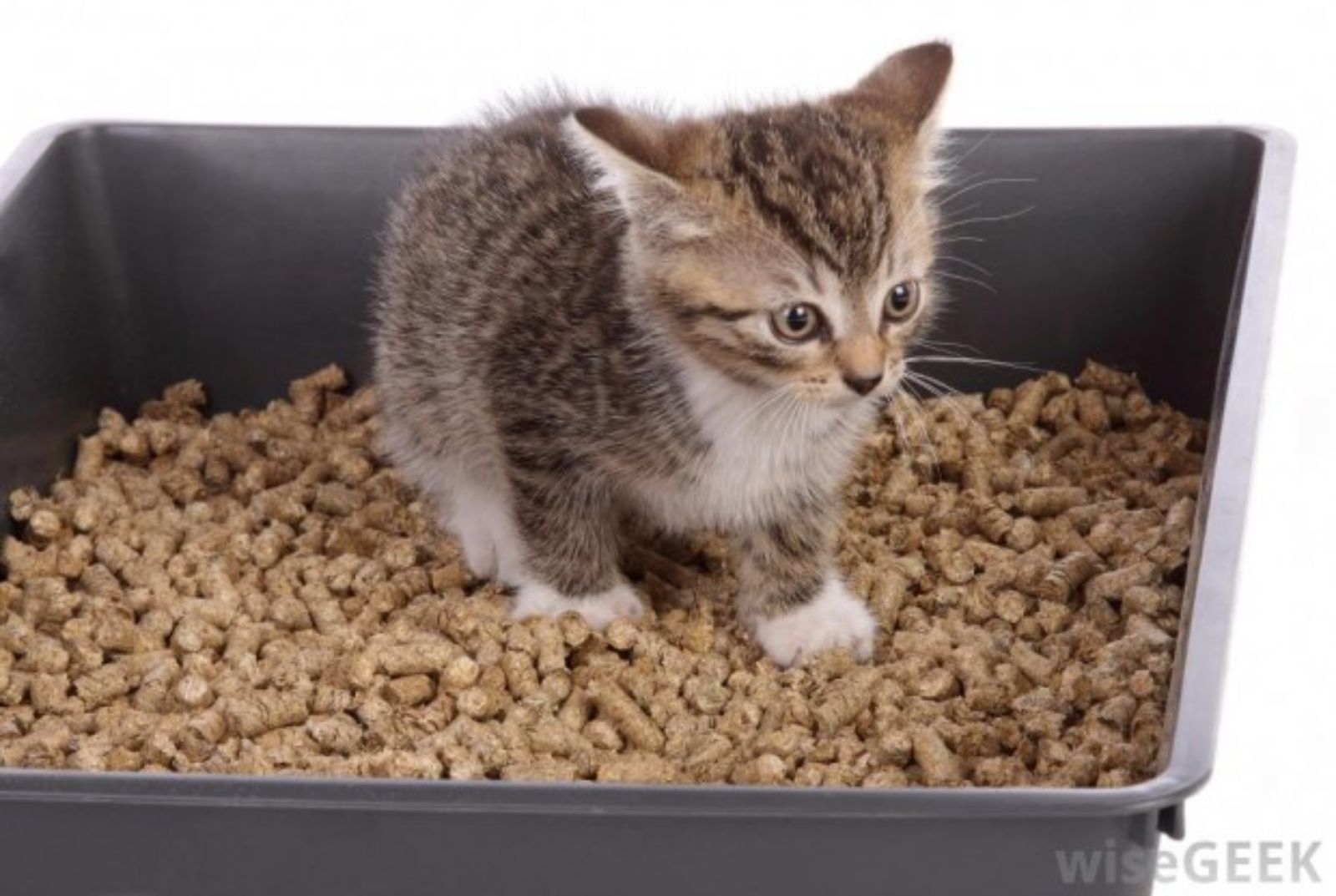 Manufacturer Wholesale natural plant clean up wood pet cat litter dustless pine wood pellets cat litter Akina