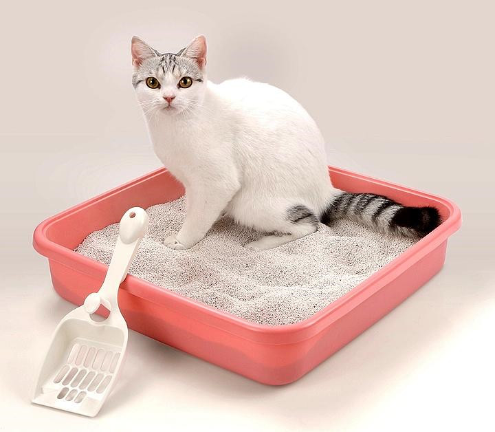 Supplier sales of high-quality lavender cat litter wholesale cat litter bentonite cat litter