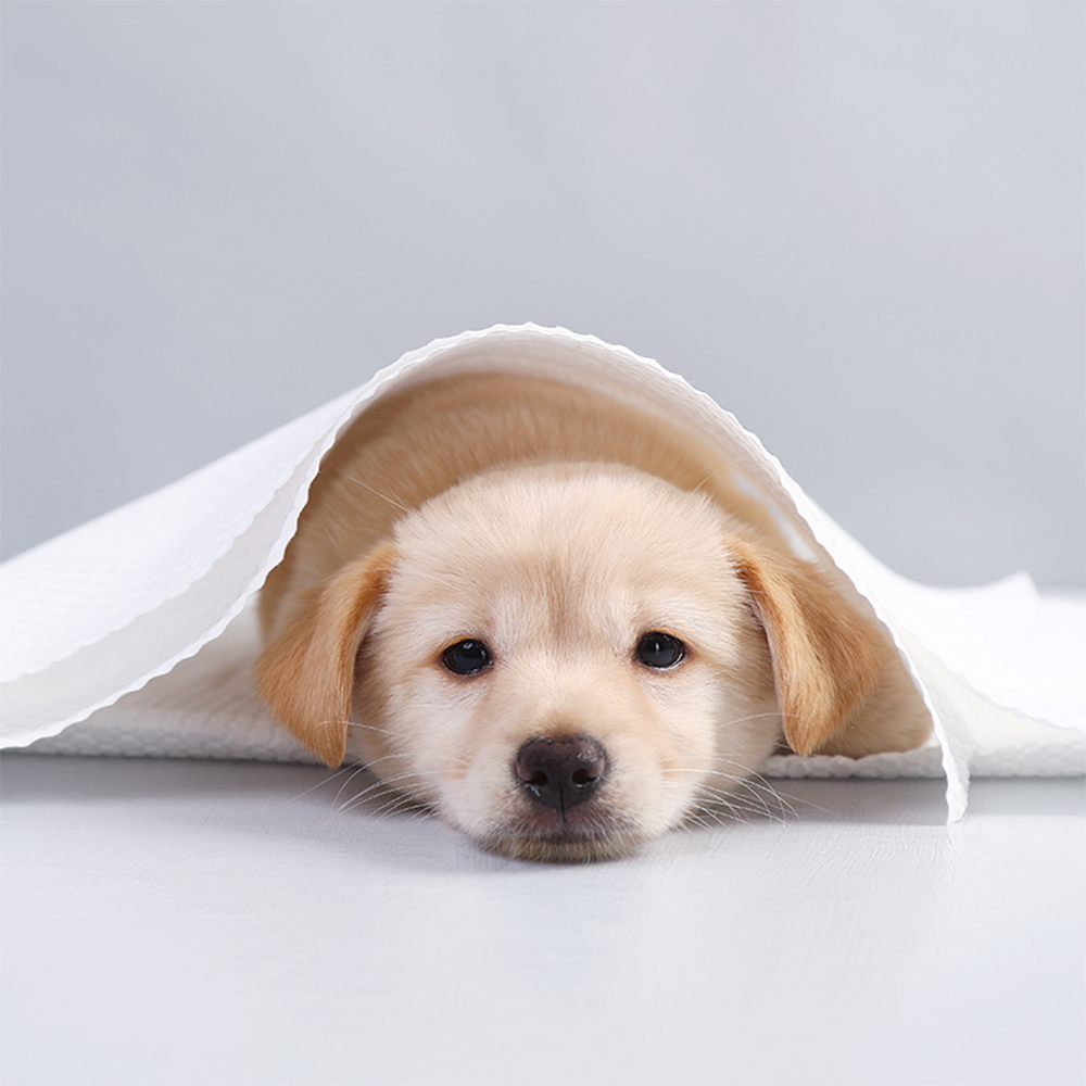 Free Sample Adjustable Soft Absorbed Microfiber Disposable Dog Towel Pet Drying Coats Shower Dog Bathrobe For Dog