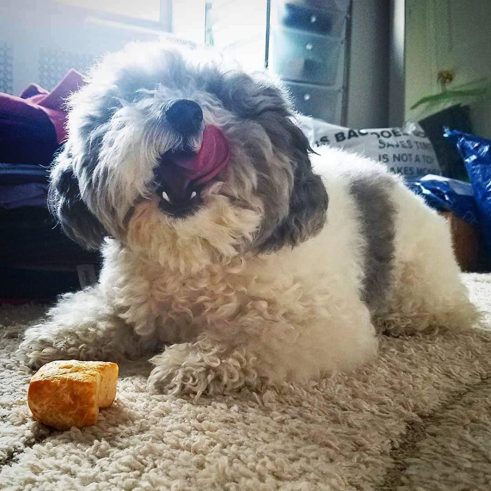 Yeti Tumeric Flavor Nuggets for Puff Natural Yak Cheese Treats for Interactive Chew Toys and Dispensers 6 Pieces 3.5 Oz