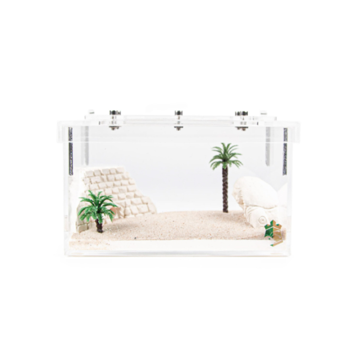 Ant Farm Colony Sphinx Design in Clear Acrylic Box