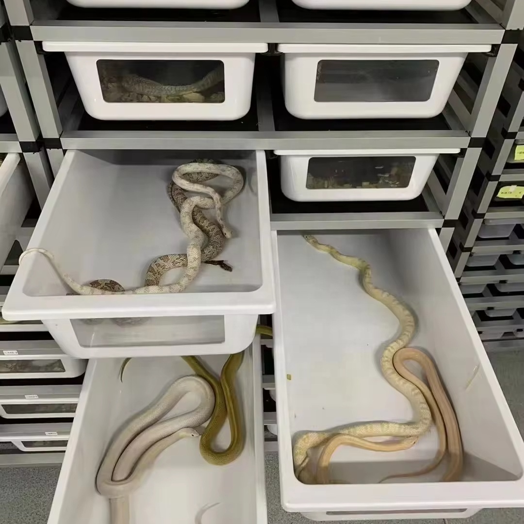 Pet Supplies Reptile Ball Python Tub Cage Display Racks System PVC Reptile Enclosure Snake Breeding Rack
