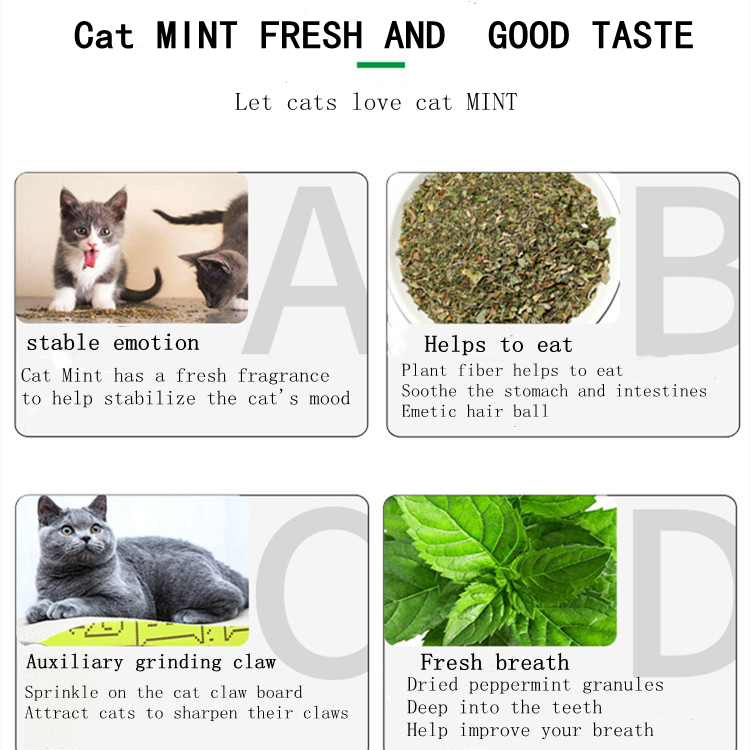 Pet products top sellersl 45ml cat toys test tube cat mint pet shop catnip cat mint