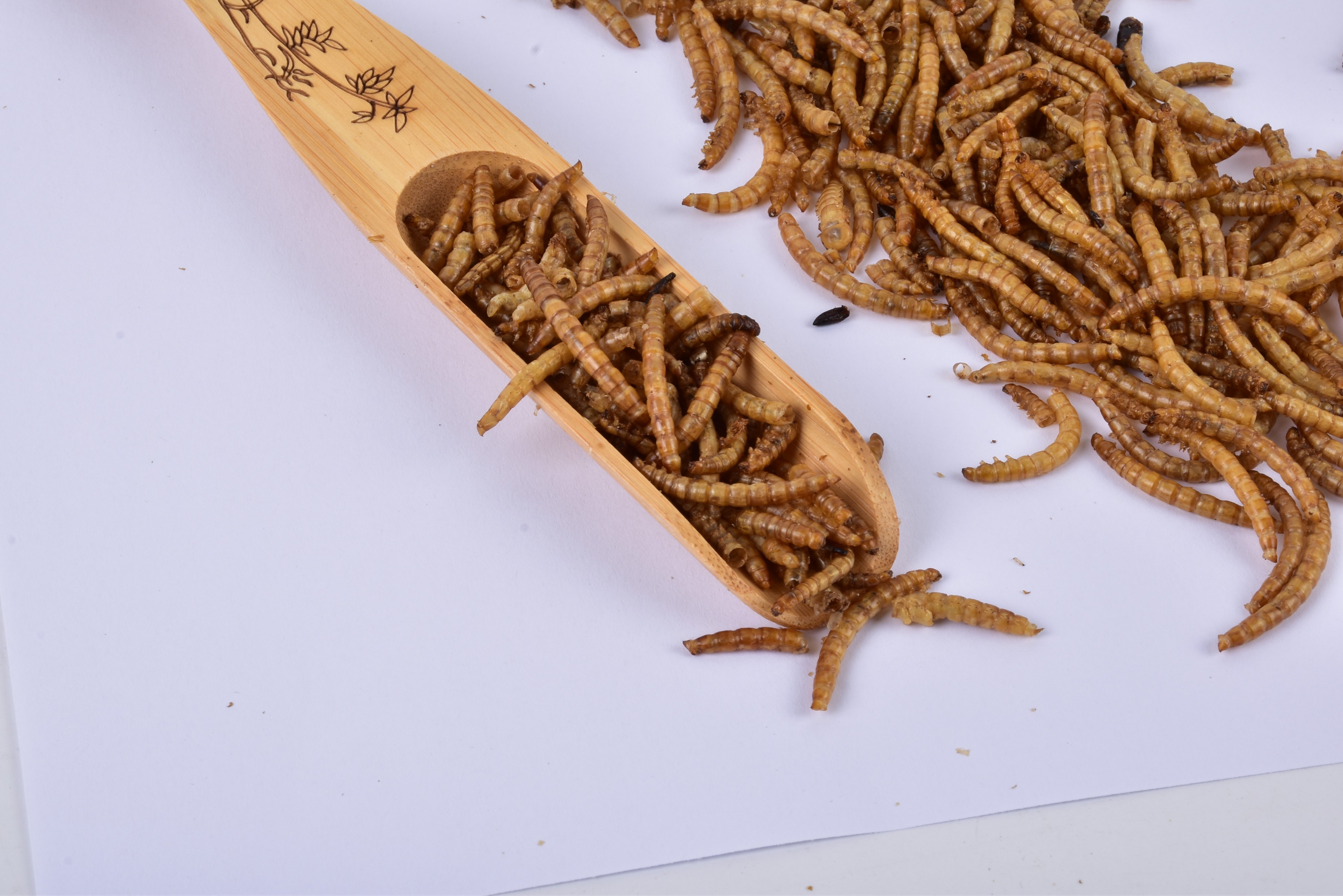 [SINO CROWN]Popular protein fish meal feedchile feed additive Insects Powder Fish Meal Dried Mealworms Powder As Fish