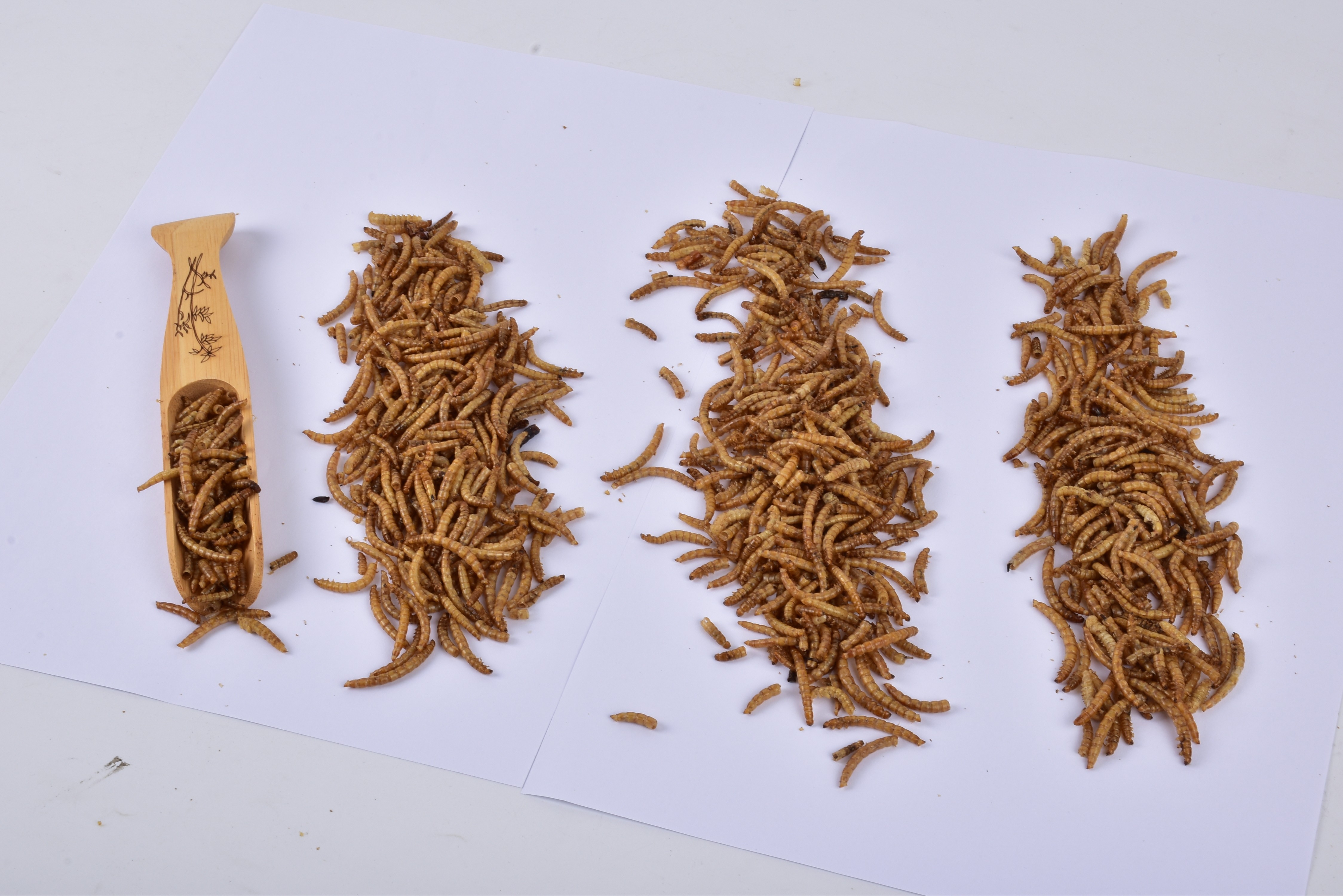 [SINO CROWN] Dried Mealworm Dried Insects Tenebrio Molitor Animal Feed Grade Powder