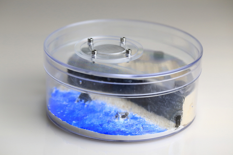 Ant Formicarium Beach Scene Ant Nest Farm Room Decor