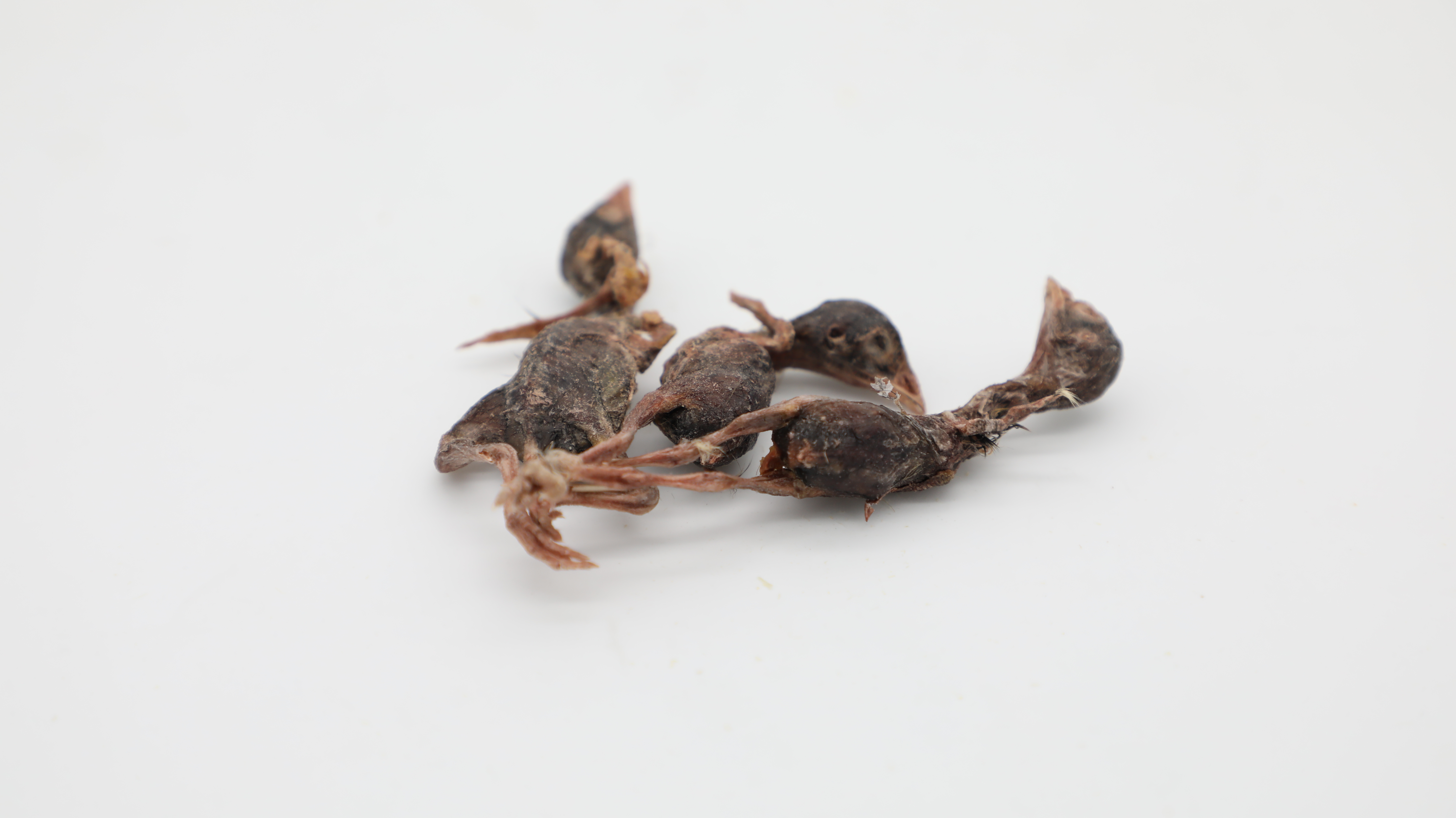 Freeze Dried quail OEM Pet Treats cheap FD meat dog cat treat