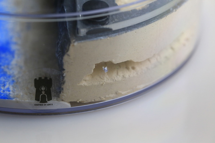 Ant Formicarium Beach Scene Ant Nest Farm Room Decor