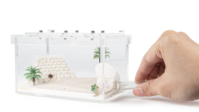 Ant Farm Colony Sphinx Design in Clear Acrylic Box
