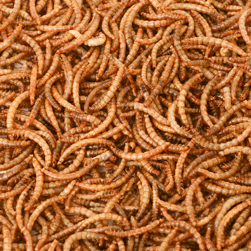 OEM Bird fish Hamster high protein flour weevil Tenebrio molitor yellow mealworms snacks dried pet food