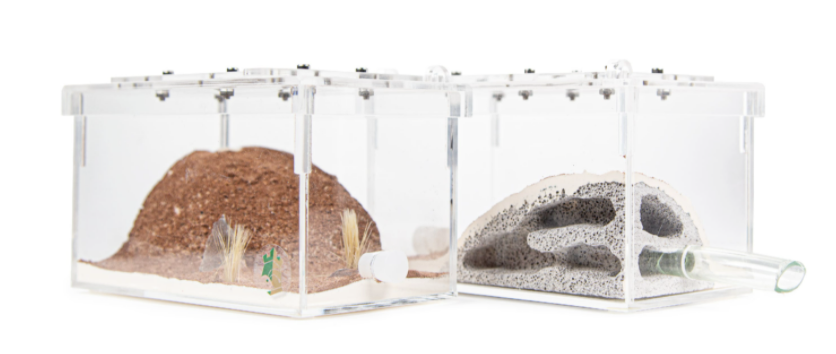 Manufacturer Small Anthill Formicarium Table Decor