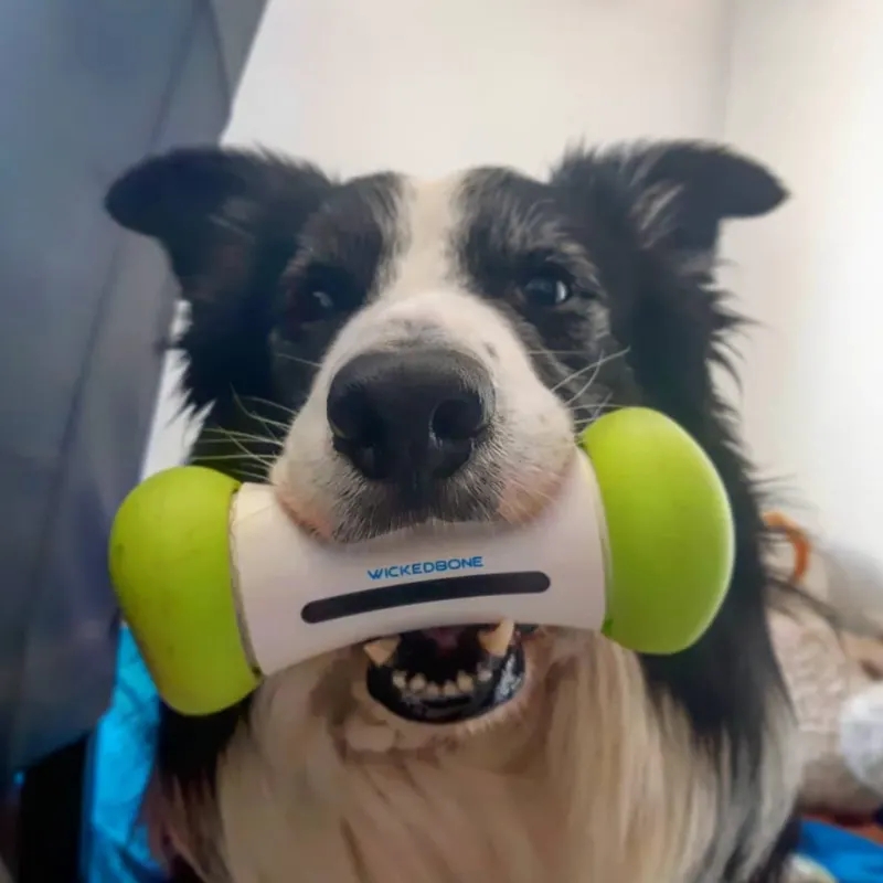 World's first new smart pet toy for smart dog toy girl and boy as dog chew bone