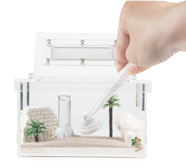 Ant Farm Colony Sphinx Design in Clear Acrylic Box
