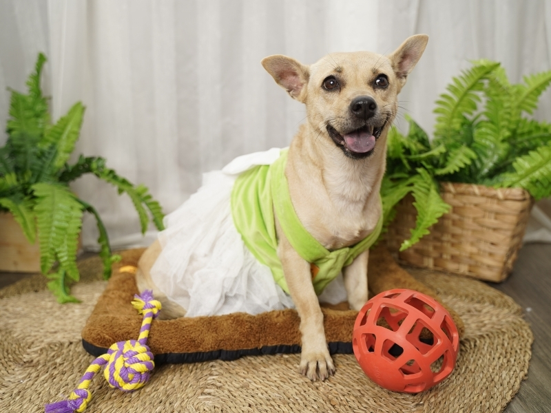 Wholesale Manufacturer High Quality Pet Apparel Mesh Chiffon Dress for Pets Clothes Small and Medium-sized Dog (Small Size)