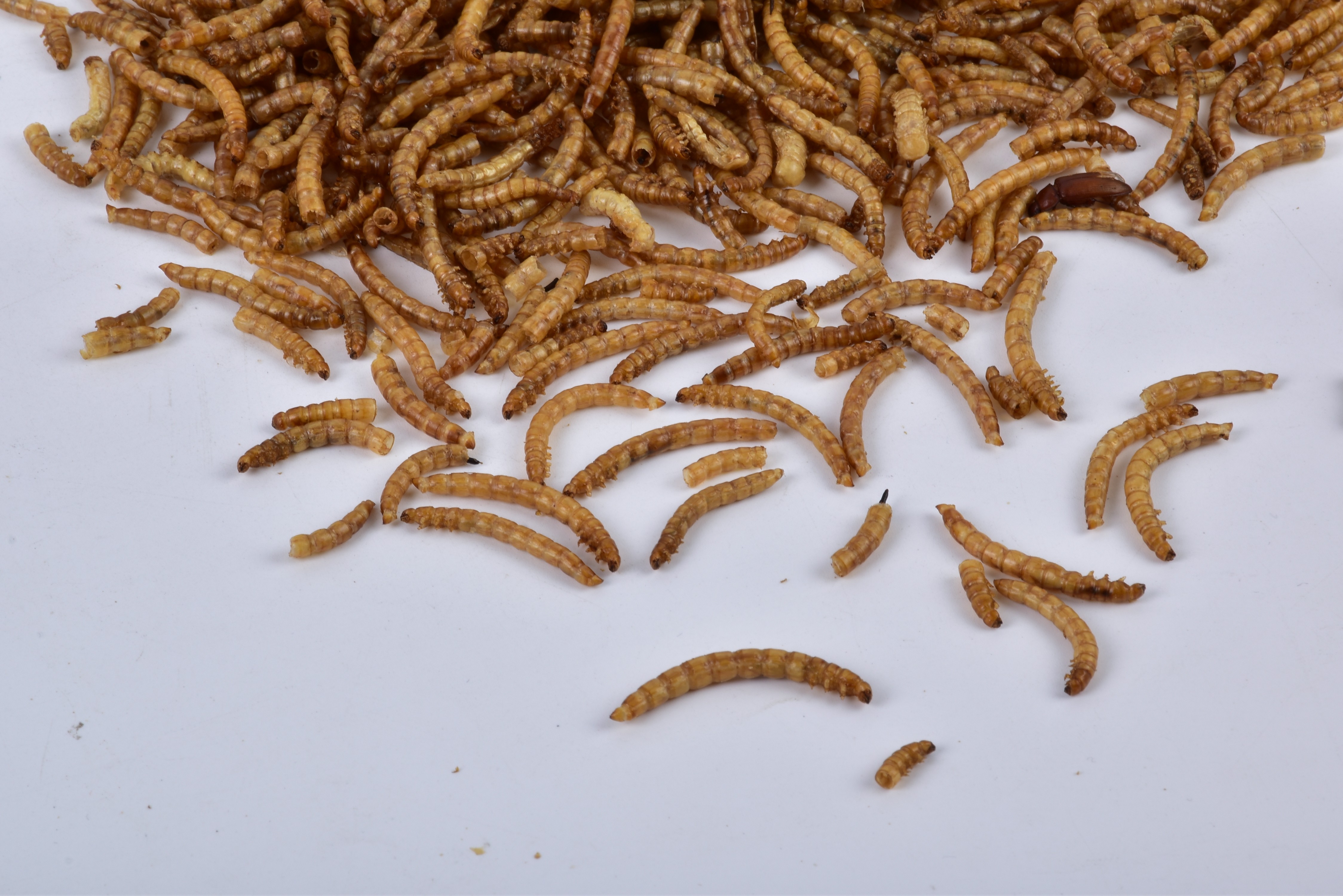 [SINO CROWN] Dried Mealworm Dried Insects Tenebrio Molitor Animal Feed Grade Powder