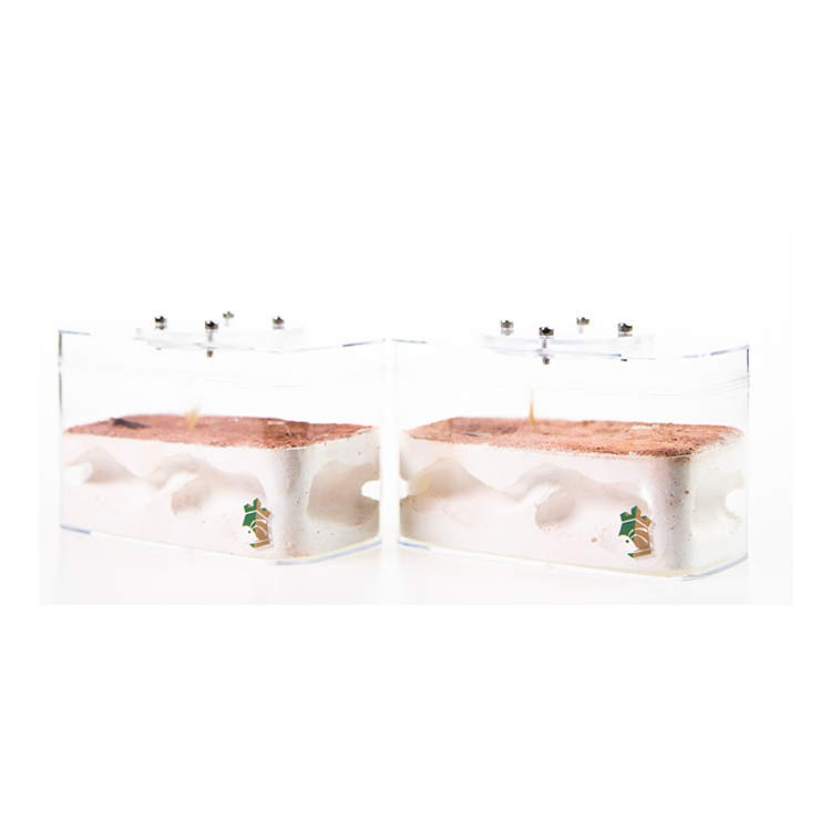 Underground Wilderness Ant Nest Home Decor Modern