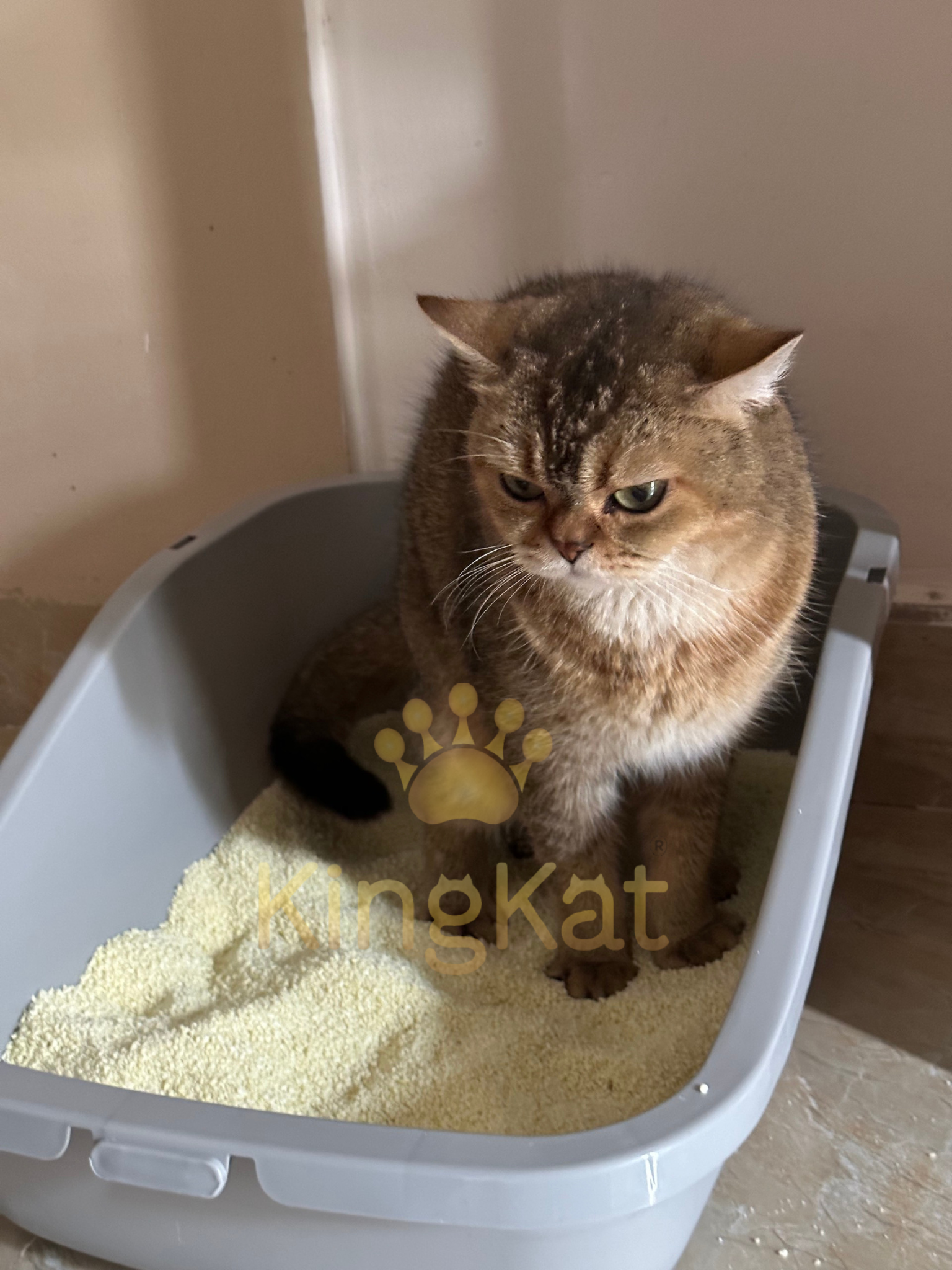 KingKat Vietnam Premium Quality Eco-Friendly 100% Natural Cassava Cat Litter Added Fiber - Protect Your Cats