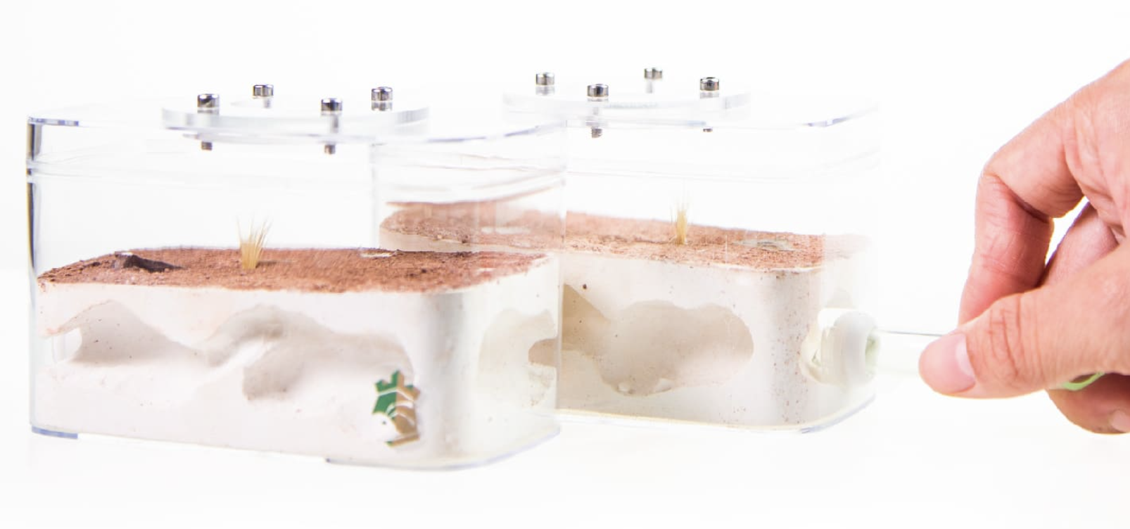 Underground Wilderness Ant Nest Home Decor Modern