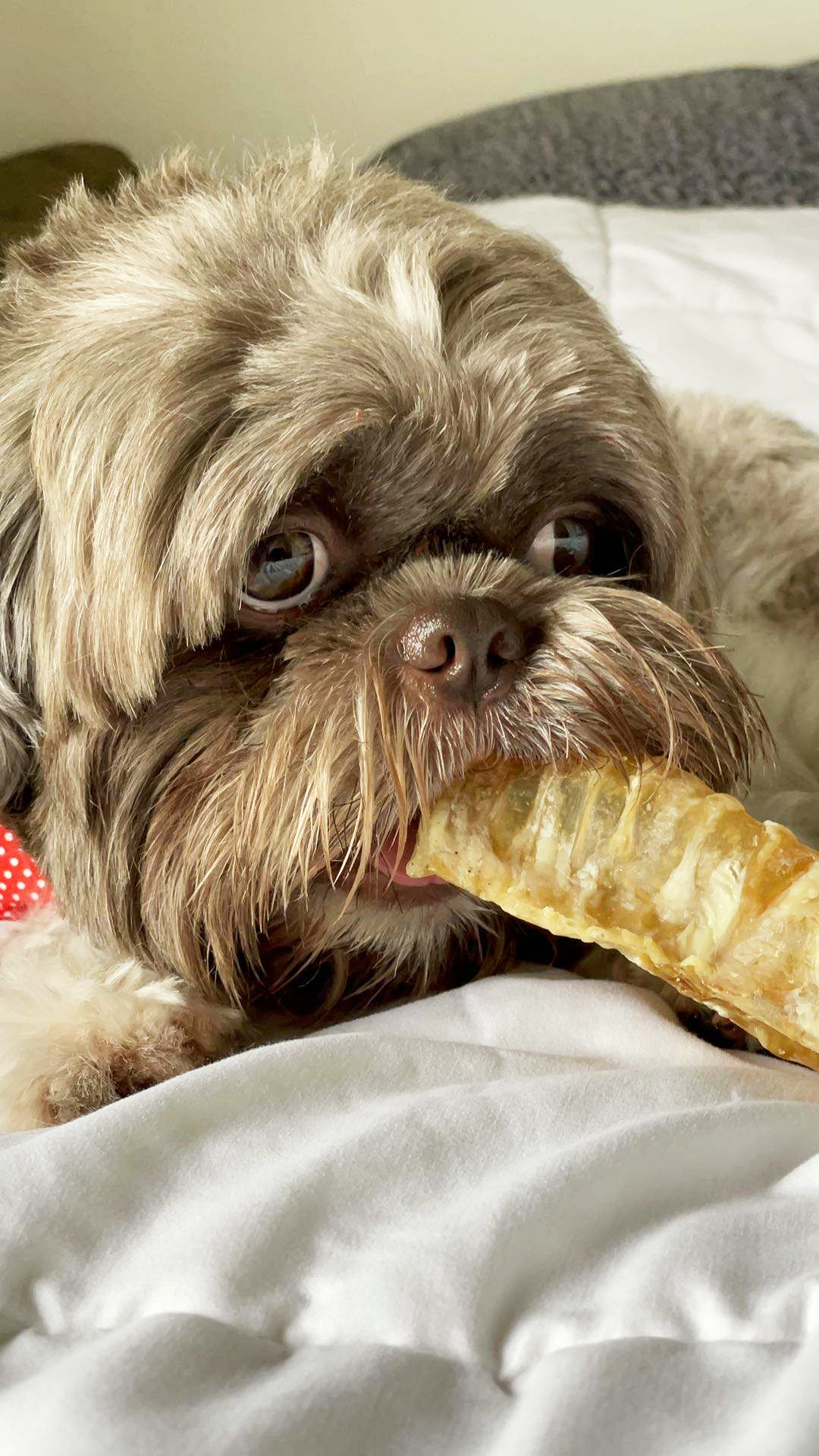 Factory supply wholesale beef trachea grind and clean dog treats