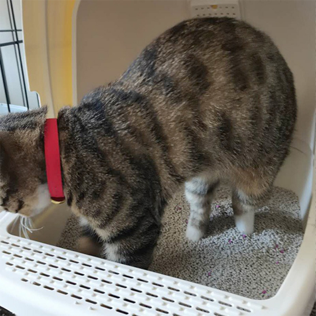 Doe Pet Easy Clean OEM Factory Supply Cat Ltter Mineral Bentonite Clay Clumping Cat Sand Strong Deodorization Fragrance