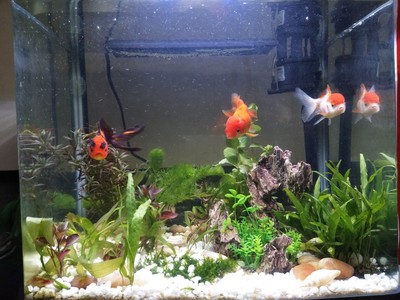 MOQ 500 pieces Wholesale Automatic Filter betta fish tropical fish live LED table fish farming tank aquarium