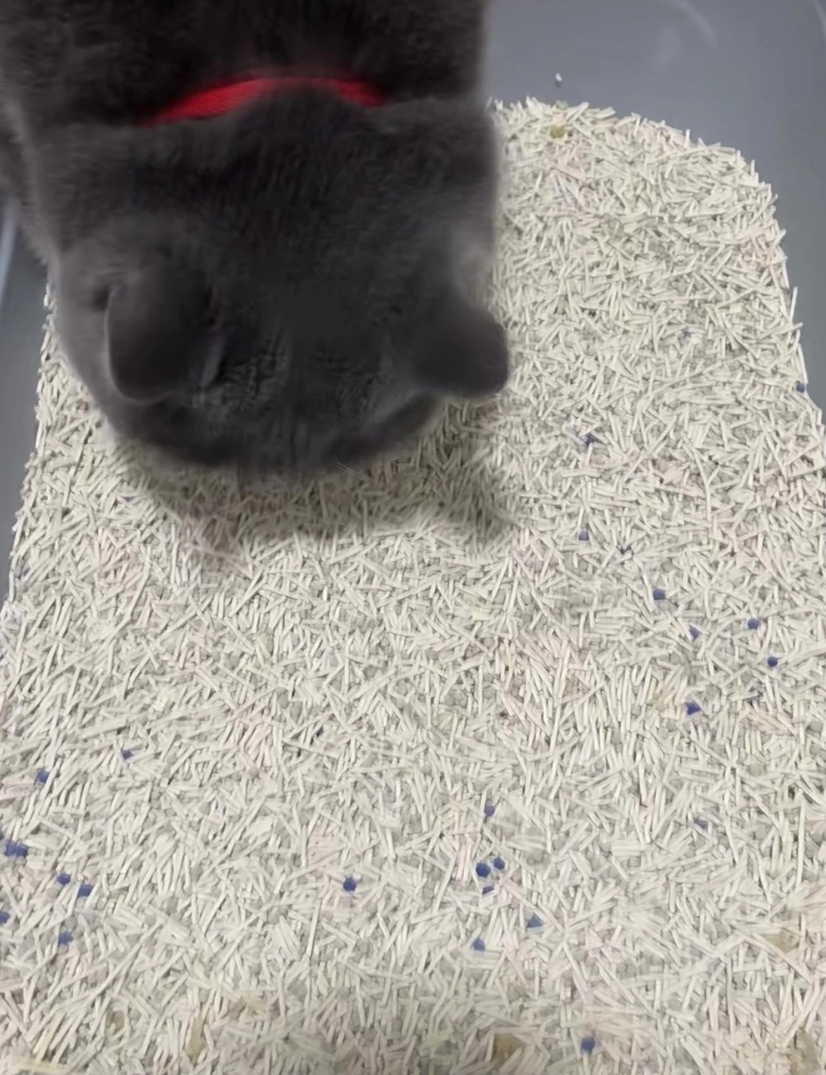 Factory Wholesale Cat Litter High Quality Eco Friendly Low Tracking Tofu Cat Litter Sand