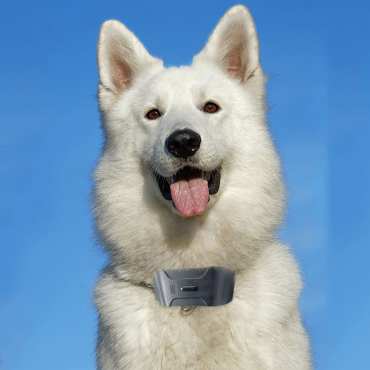 Dog and other medium or large-sized animals 4G lte gps tracker